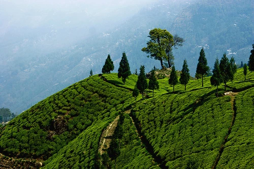 Tea Garden View
